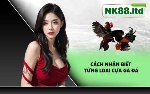 Cách nhận biết từng loại cựa gà đá