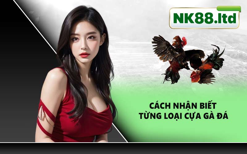 Cách nhận biết từng loại cựa gà đá